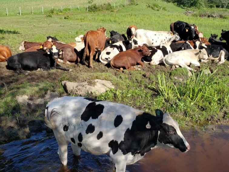 65539992_2388947317792225_6931626613545107456_n A group of cows resting in a green pasture, with some lying down and others standing near a small water source. The scene features various breeds, including black and white Holsteins, and brown cows, set against a backdrop of lush grass and distant fencing.