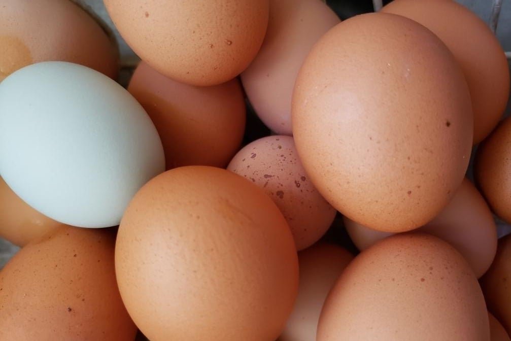 emily+-+277740979_5117870114899918_6371296418017262123_n A close-up view of a variety of eggs, including brown and one pale blue egg, arranged in a basket. The image showcases the different textures and colors of the eggs, highlighting their natural appearance. Perfect for articles about farm-fresh eggs, cooking, or nutrition.