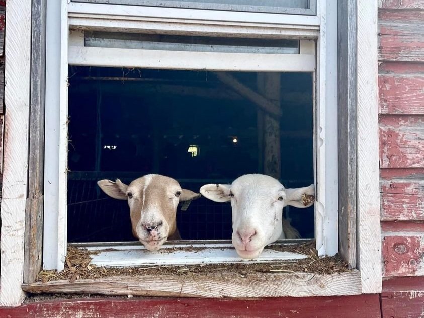 emily+-+288792600_5322238631129731_5212104953338793264_n Two sheep peering out of a barn window, showcasing their curious expressions against a rustic red wooden background.